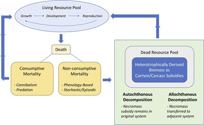 Death and Decomposition in Aquatic Ecosystems
